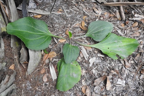 Arnoglossum floridanum