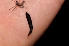 Platydemus victoriae