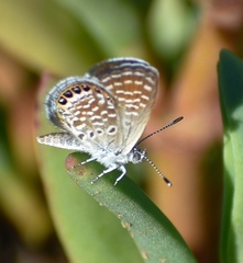 Brephidium exilis isophthalma