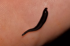 Platydemus victoriae