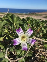 Malva pacifica