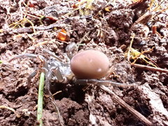 Antrodiaetus pacificus