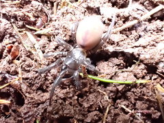 Antrodiaetus pacificus