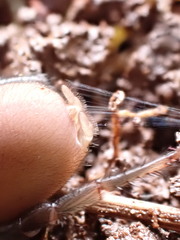 Antrodiaetus pacificus