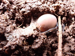 Antrodiaetus pacificus