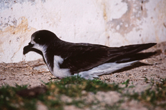 Pterodroma hypoleuca