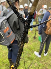 Eriococcus lagerstroemiae