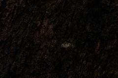 Phrataria replicataria