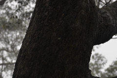 Phrataria replicataria