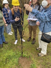 Eriococcus lagerstroemiae