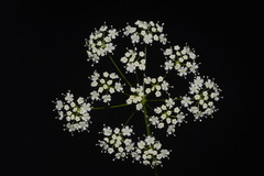 Perideridia americana