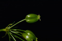 Perideridia americana