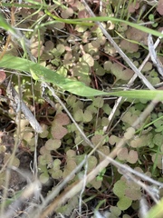 Pterostegia drymarioides