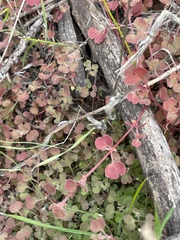 Pterostegia drymarioides