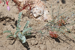 Astragalus ceramicus ceramicus