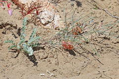 Astragalus ceramicus ceramicus