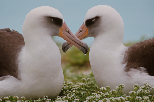 Laysan Albatross