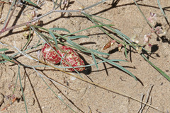 Astragalus ceramicus ceramicus