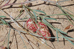 Astragalus ceramicus ceramicus