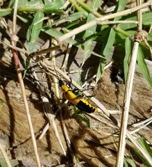 Chauliognathus heros