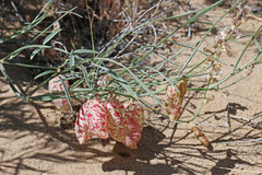 Astragalus ceramicus ceramicus
