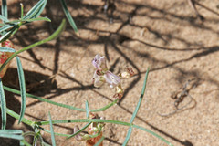 Astragalus ceramicus ceramicus