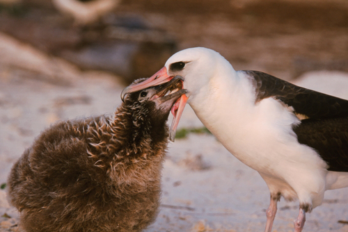 Laysan Albatross