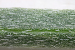 Astragalus ceramicus ceramicus