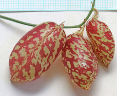 Astragalus ceramicus ceramicus