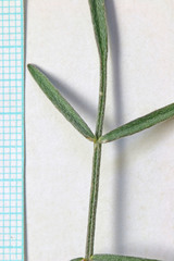 Astragalus ceramicus ceramicus