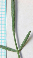 Astragalus ceramicus ceramicus