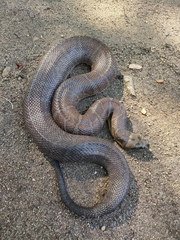 Homalopsis mereljcoxi