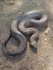 Homalopsis mereljcoxi