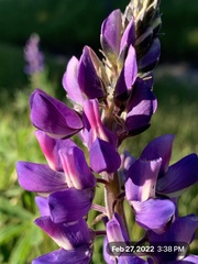 Lupinus microcarpus microcarpus