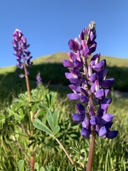 Lupinus microcarpus microcarpus