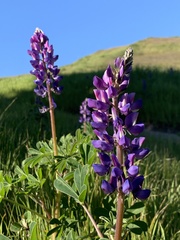 Lupinus microcarpus microcarpus
