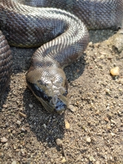 Homalopsis mereljcoxi