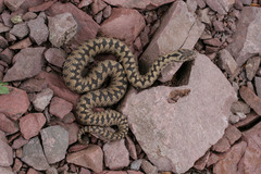 Vipera berus bosniensis