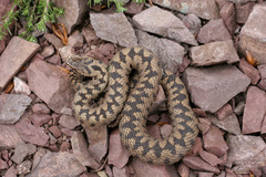 Vipera berus bosniensis
