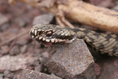 Vipera berus bosniensis