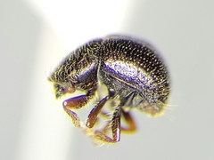 Anisandrus dispar