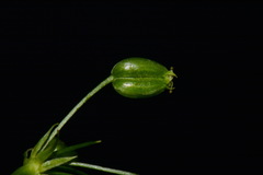 Perideridia americana