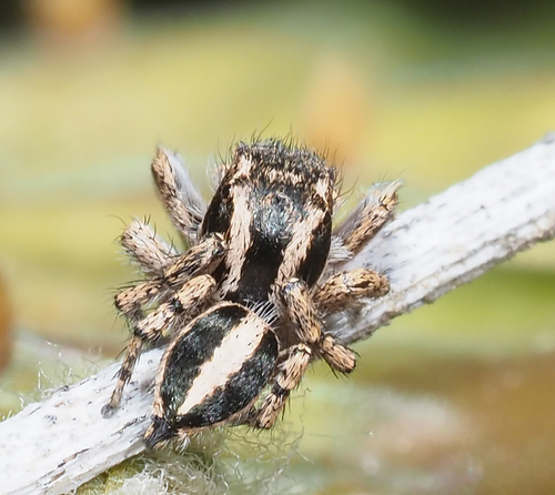Habronattus cognatus