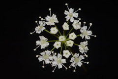 Perideridia americana