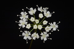 Perideridia americana