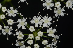 Perideridia americana