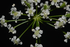 Perideridia americana