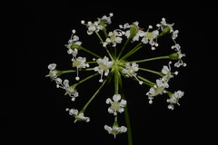 Perideridia americana