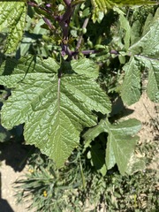 Rhamphospermum nigrum