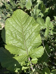 Rhamphospermum nigrum